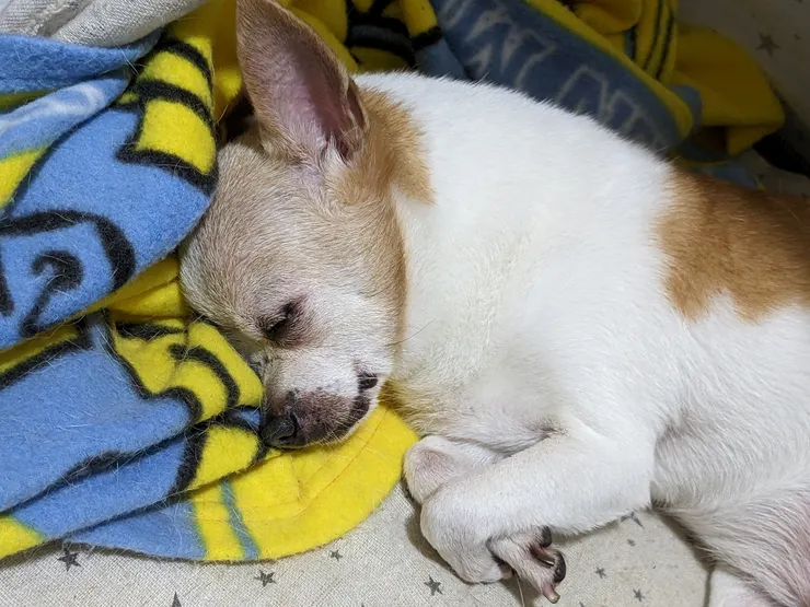 我嘟睡覺的模樣很療癒