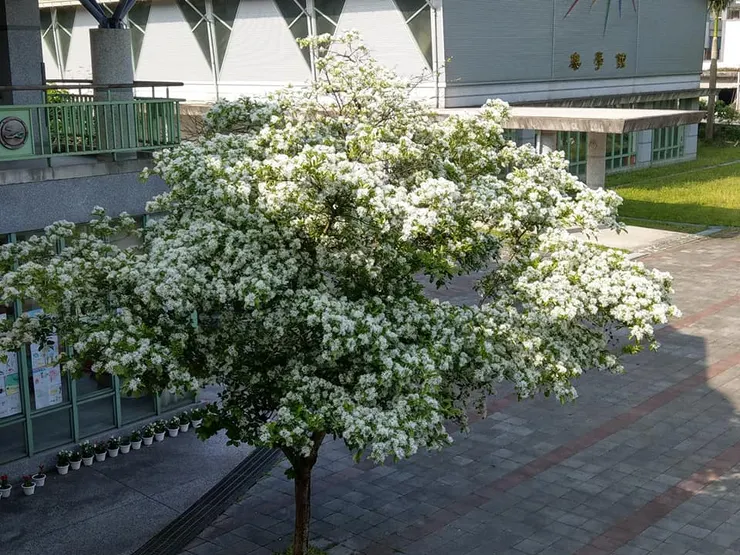 流蘇花開勝似雪，人間最美四月天。（照片｜士敏國小臉書）