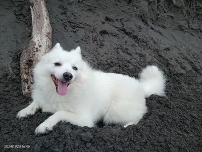 自己的洞自己挖，自己幸福自己抓！狐狸最愛挖洞坐進去了。