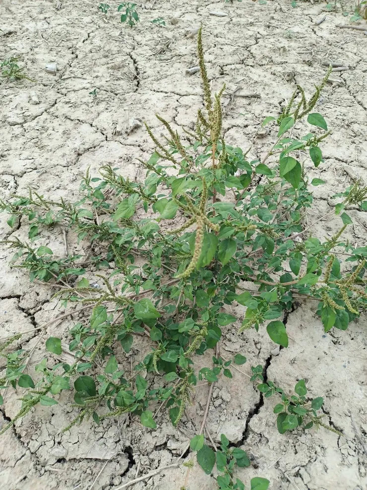 這些有著適應惡劣環境能力的野草/野菜,人們開始對它們驚人的生命力另眼相看。