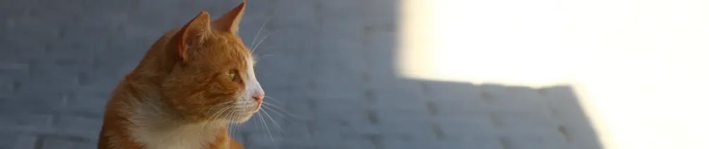 Ivy Wang的天空藍世界