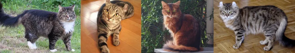 貓娘生物學家的沙龍