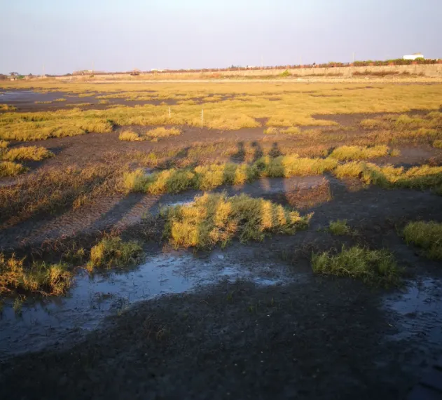 防滑鞋/溯溪鞋：淺灘有泥濘，穿拖鞋容易陷進去，最好穿包腳的鞋，這裡有很多朝潮蟹，千萬不要抓回家喔 