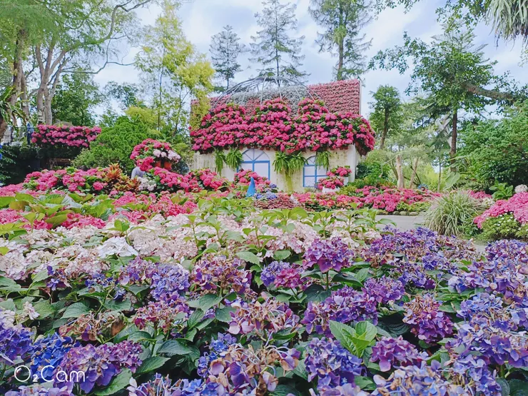 滿開的繡球花園區