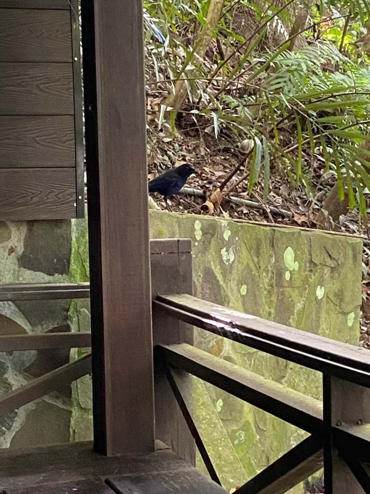 看到那隻黑鳥了嗎？