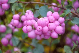 紅雪果(Symphoricarpos orbiculatus)