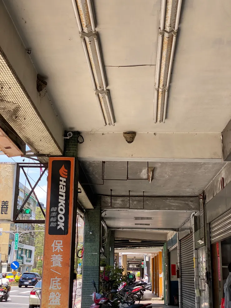 興隆路一段的騎樓屋頂邊緣，有家燕築巢，那是燕子對河流的記憶