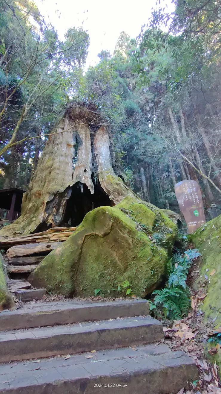 地眼步道 千古紅檜