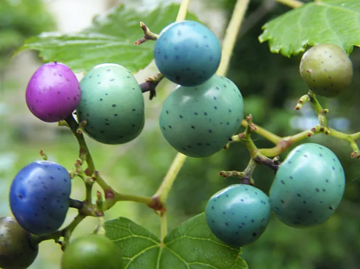 葡萄科瓷漿果 (Porcelain Berry)