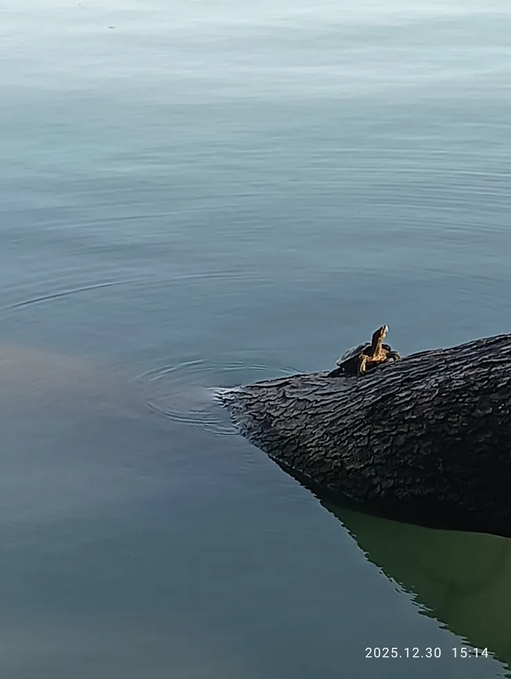 侂寂的美；於此消磨兩條燕麥巧克力的時光