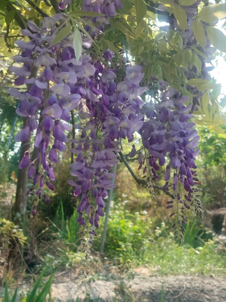 香風吹盡紫藤花 —(明代)俞允文