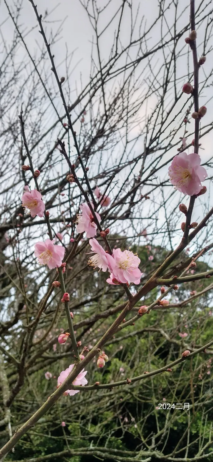 孤芳自賞又如荷