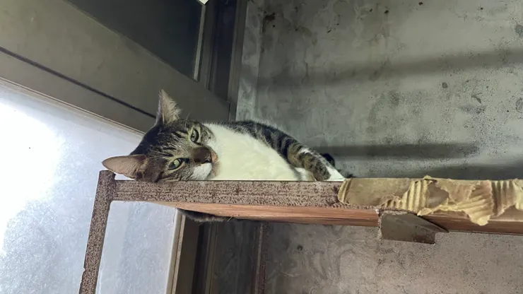 🐈：你說我在害怕？ 