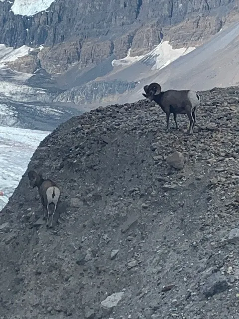 Scapegoat: 代罪羔羊？ (Jasper National Park,  Canada 2023年）