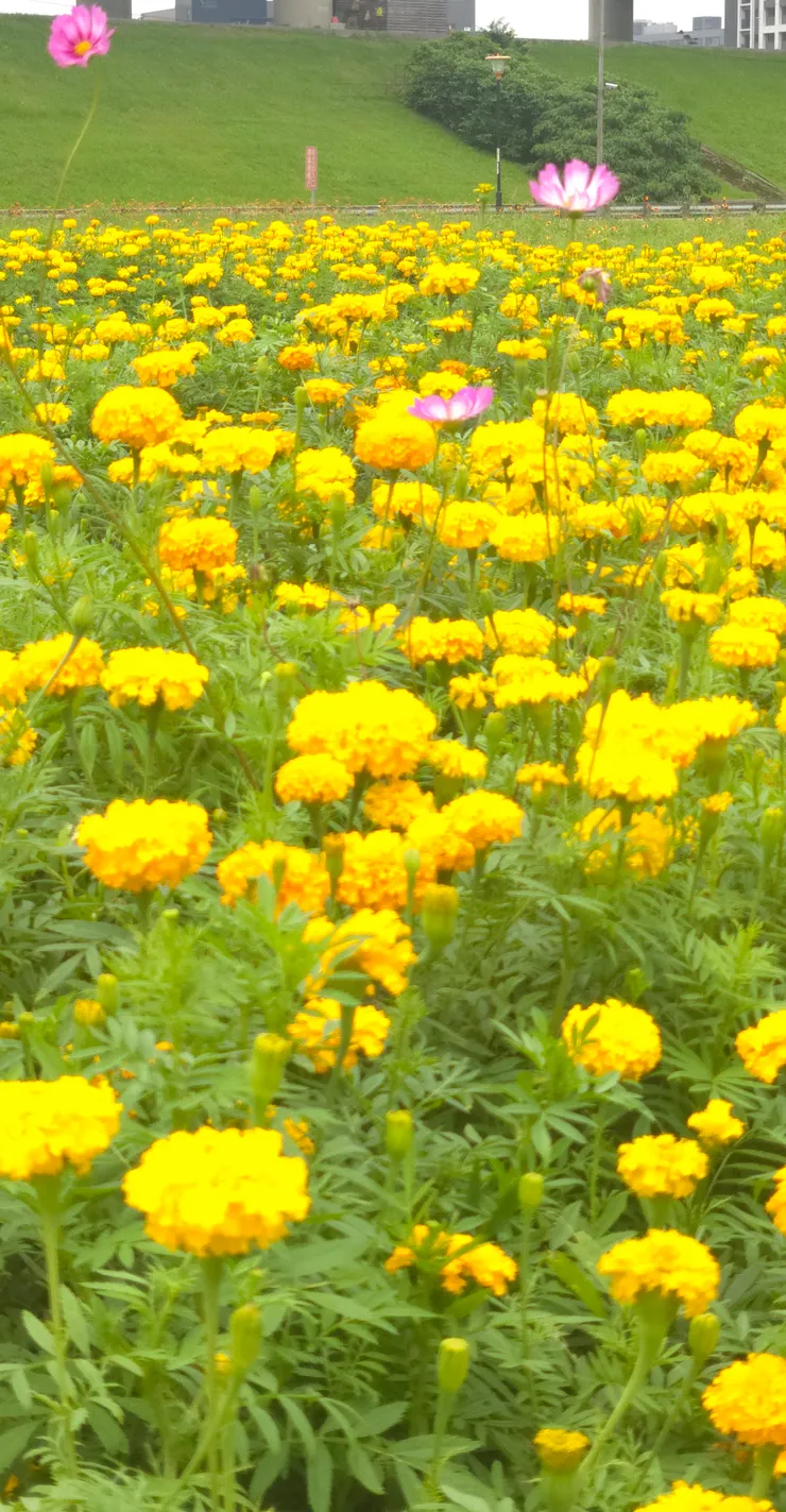 萬壽無疆（萬壽菊）：成片的黃色萬壽菊鋪滿草坡，遠遠望去，像是大地的黃金地毯，與背景的高聳建築形成強烈對比