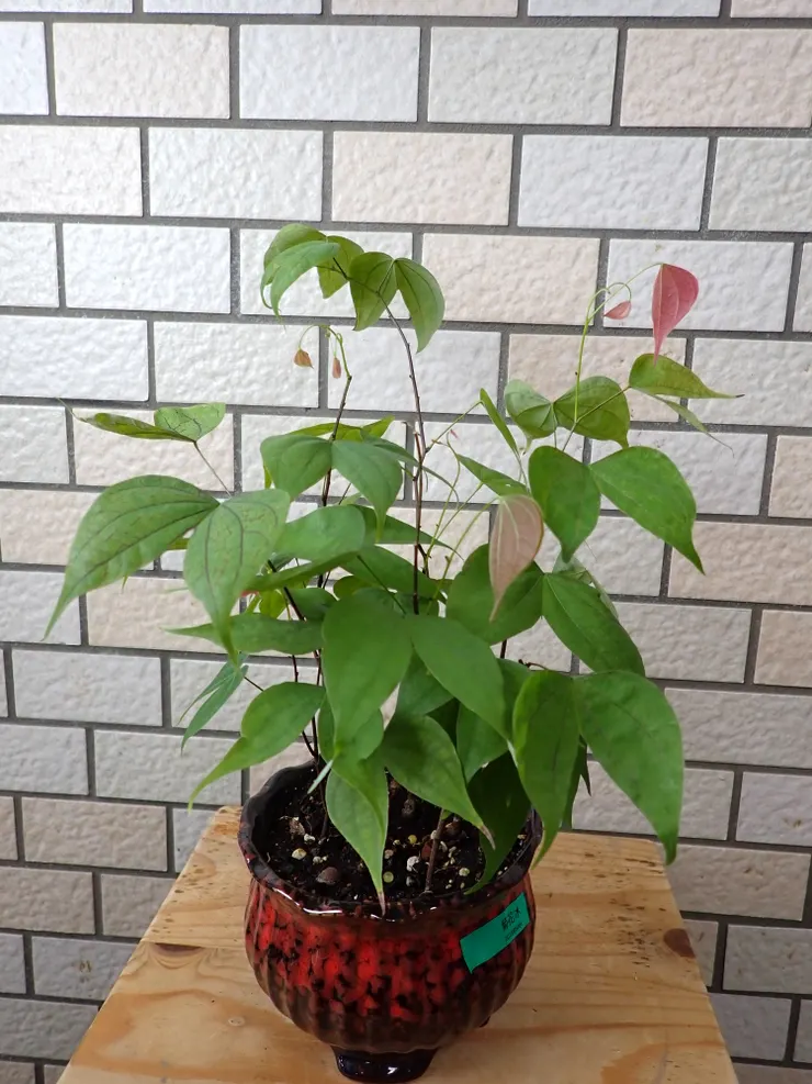 新店崇光社大103.09.11