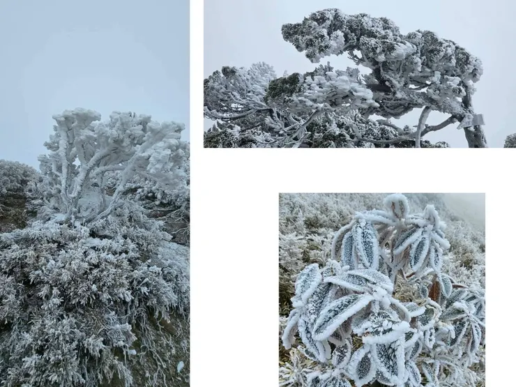 各個都是藝術品 好美！