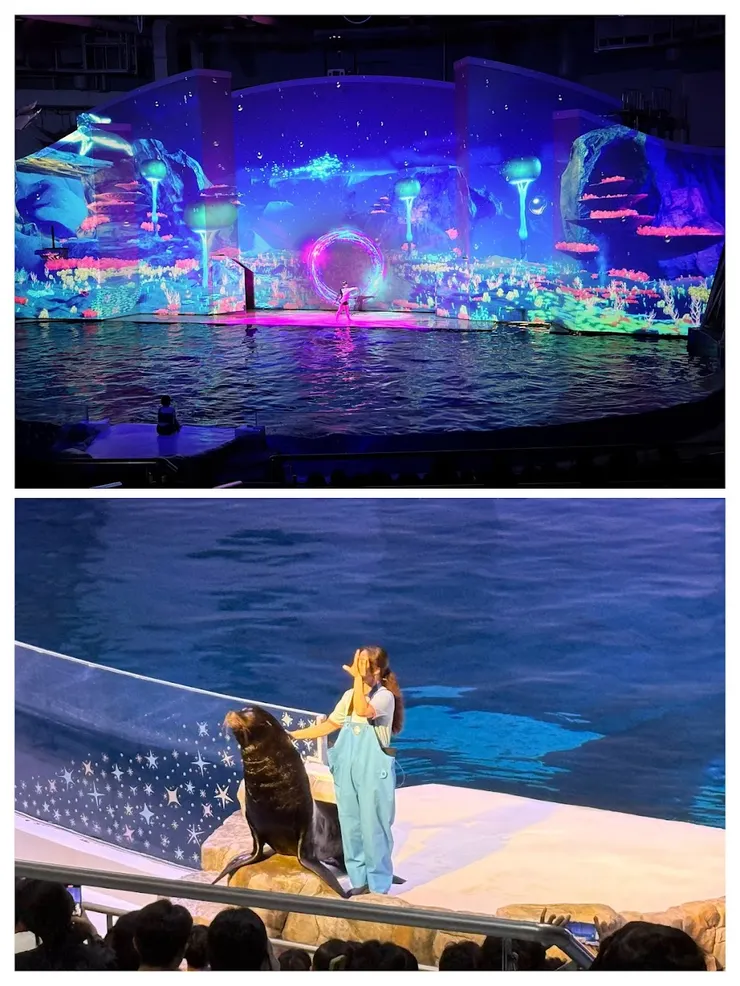 海獅表演只有一小段