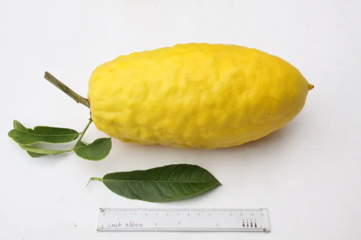 果。圖 / 佛光山佛陀紀念館、莊溪