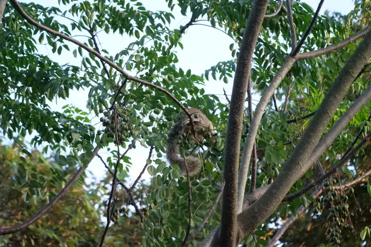 一隻大松鼠(Giant Squirrel)正在吃果