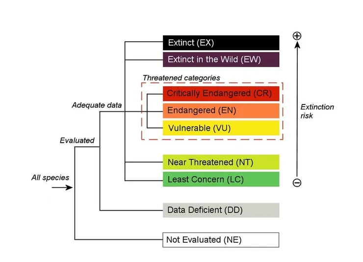 IUCN物種保護級別圖表。（圖/IUCN）