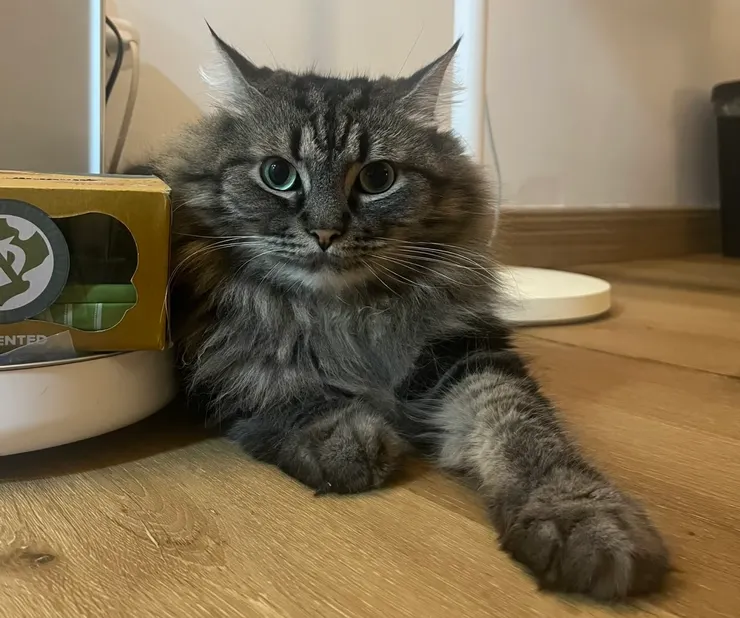 小毯子眼神清澈