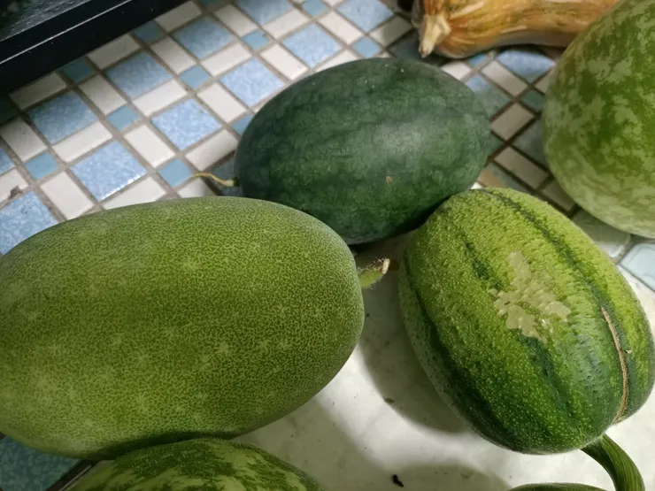 都是瓜,差點分不出來😆