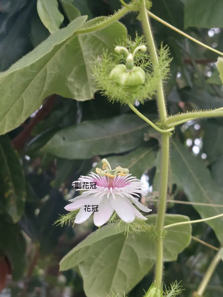擁有兩層花冠的毛西番蓮