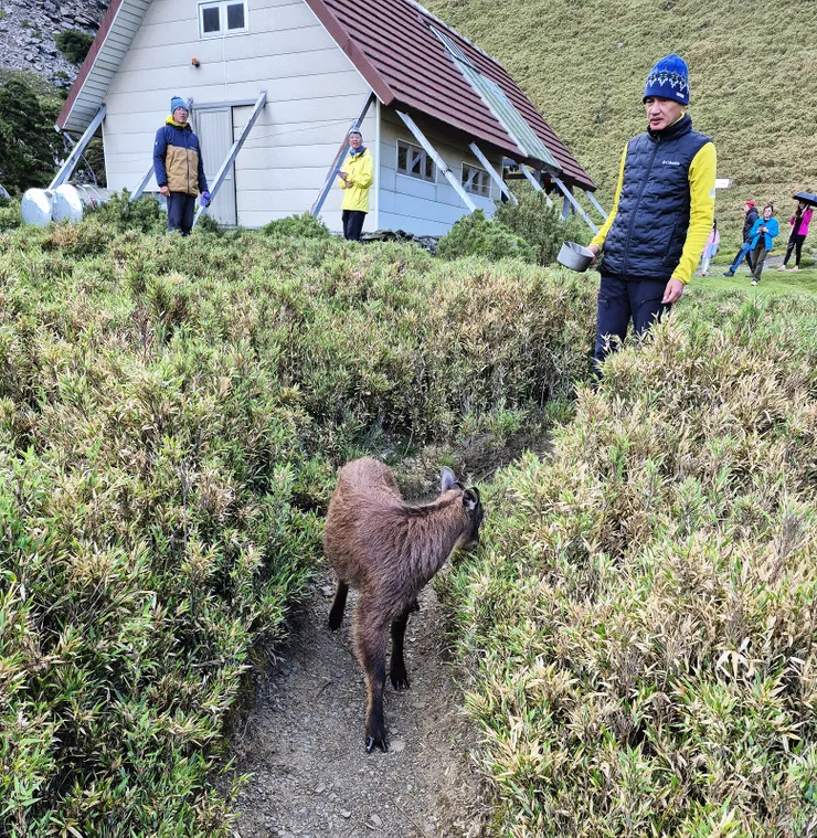 ▲傍晚吃飯時間來了個矯客—長鬃山羊，引起騷動，聽協作說她是在圈谷出生的，前幾天也剛生產完。