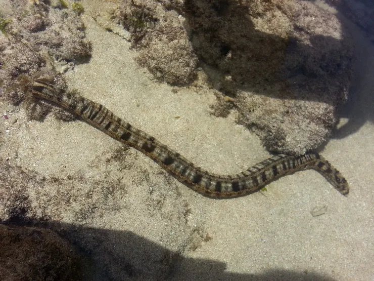 斑錨參,常被誤會成海蛇的一種海參。(拍攝於墾丁)