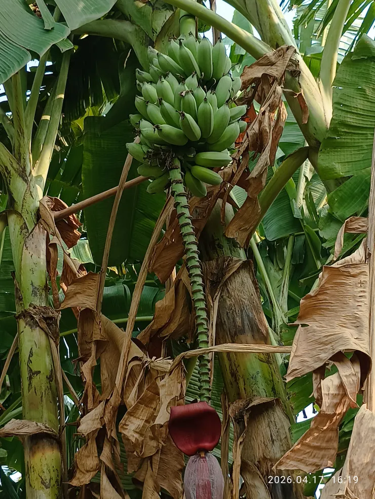 自小稱其是“日本蕉”，皮薄香淡甜淺味帶酸