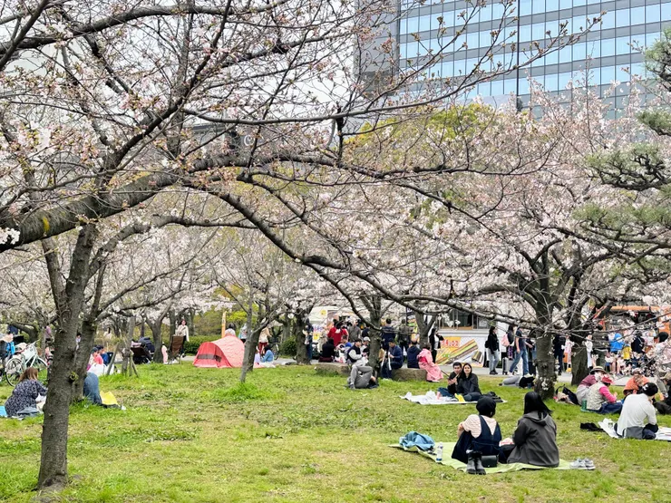 櫻花下的春天野餐，是日本賞櫻的儀式感