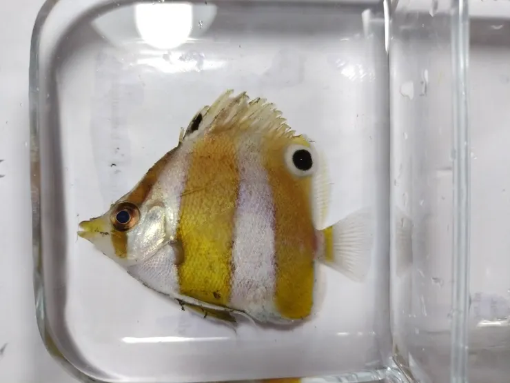 採樣的蝴蝶魚