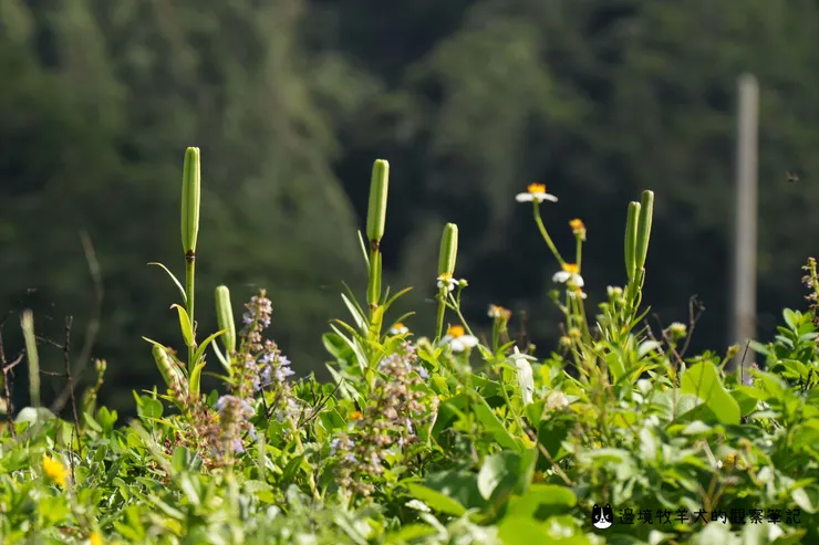 沒看到百合花海，卻意外找到百合花的果實