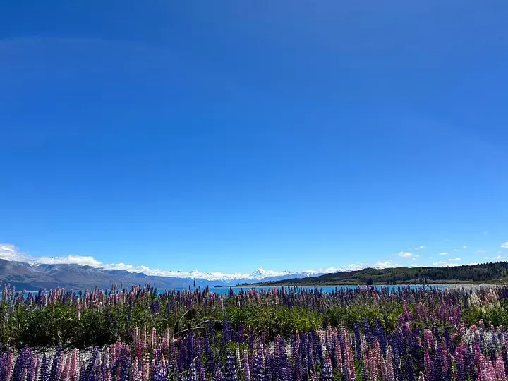 Lake Pukaki Viewpoint_Picnic Spot