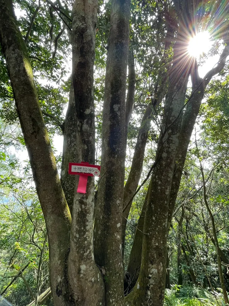 十胞胎樹，仔細數一數，真的有10胞胎!
