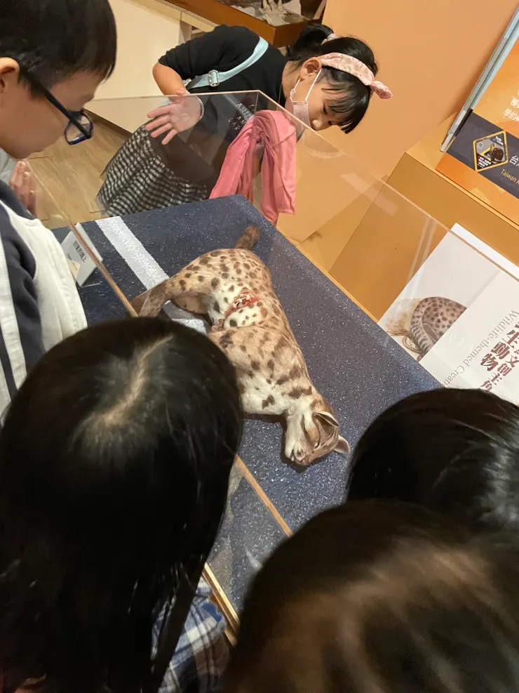 羊毛氈製作的模擬被路殺的石虎