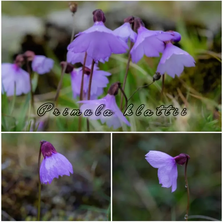 單朵垂花報春（Primula klattii）