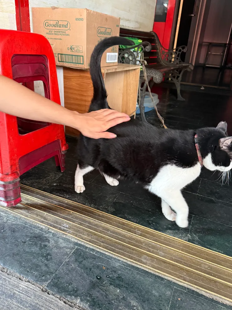 2025/11/10 嚕胖胖貓