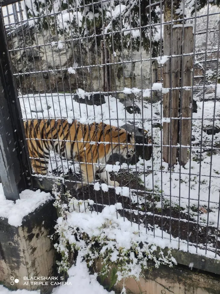 老虎看起來就很冷