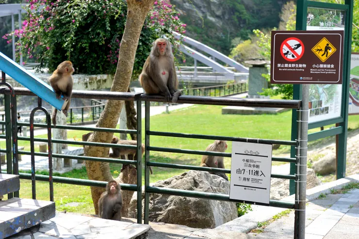 【食不露白小七門前有猴群窺伺！小七的店員說，幾乎每天都能聽到買了食物才出門的遊客的尖叫聲。這些猴子已習慣劫奪無防備心遊客的食物！】