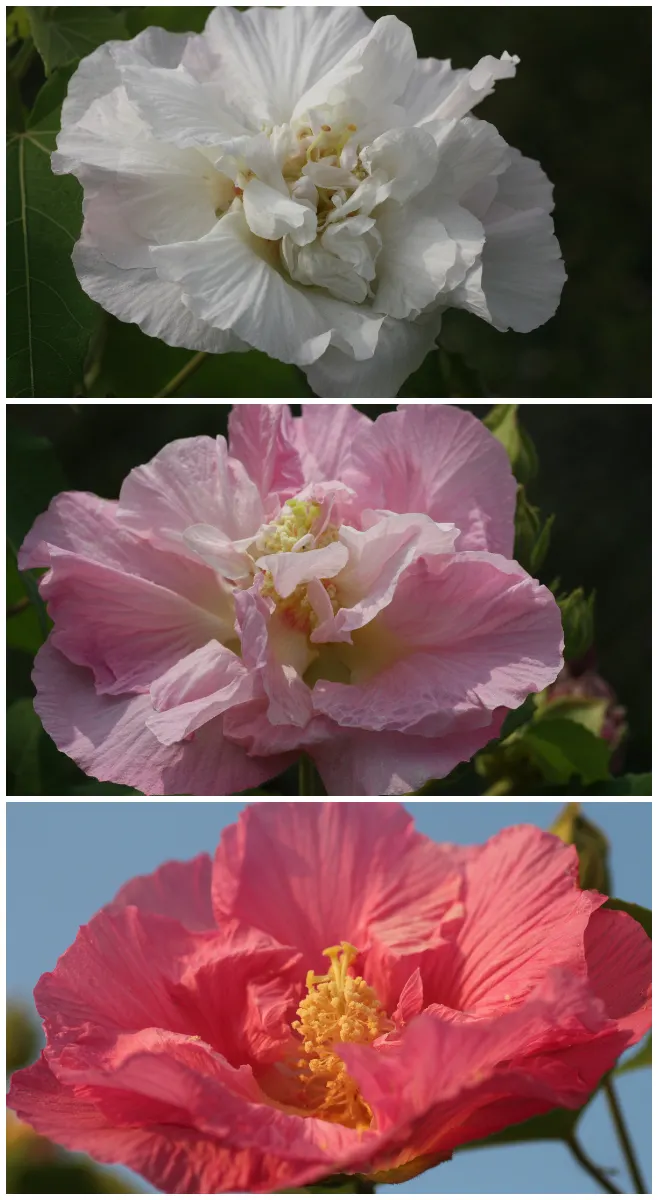 木芙蓉又名「三變木芙蓉」。