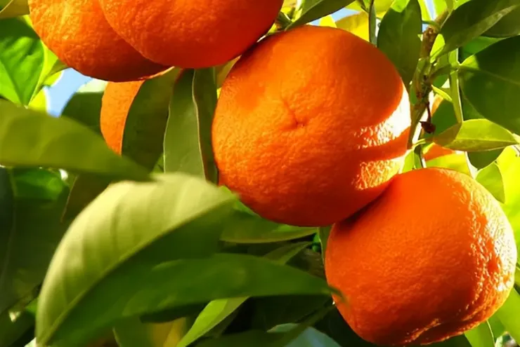 圖片取自網路加以裁剪而成，侵權刪。  