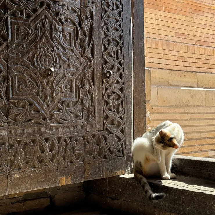 大門口有一隻可愛的野生土庫曼貓貓