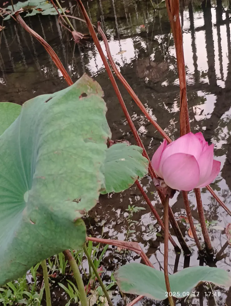 誰復共偎紅倚翠