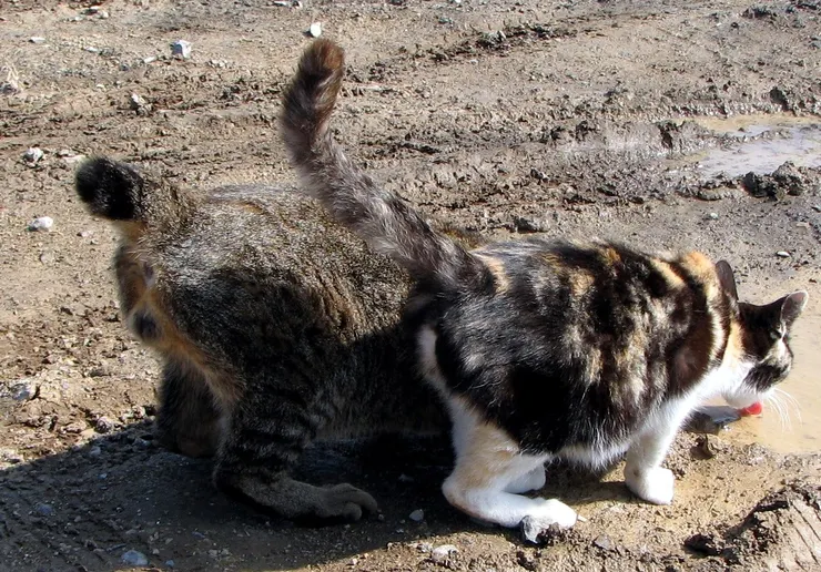 Japanese bobtail and normal tailed cat