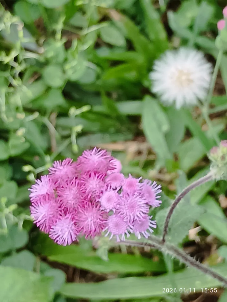 首回見？紅色呢？