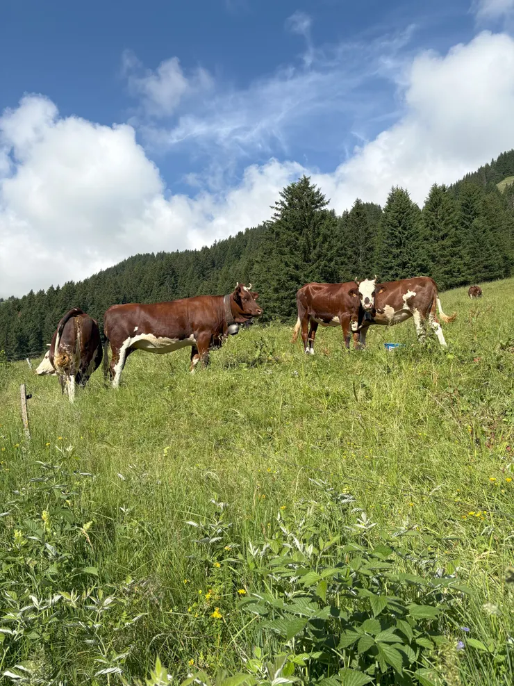 愜意吃草的牛群