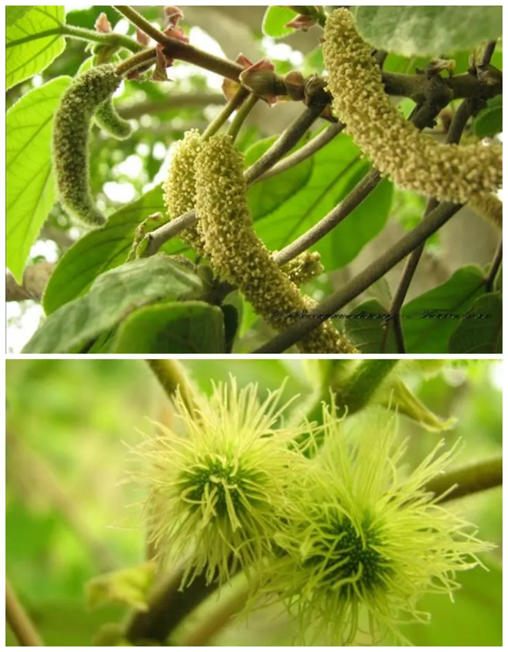 上為構樹雄花 下為構樹雌花