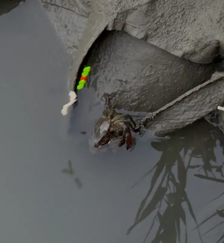 2025/11/15 釣螃蟹